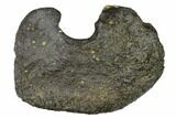 Fossil Whale Ear Bone - Miocene #144906-1